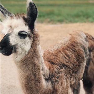 Meet your Posher, Maya